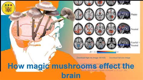 The Global Rise of Microdosing Magic Mushrooms